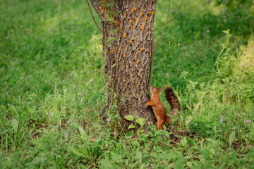 Curious red squirrel peeking behind the tree trunk