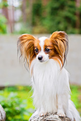 Portrait of a papillon purebreed dog