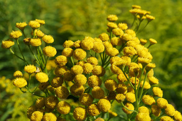 Yellow flowers in the sun lisght