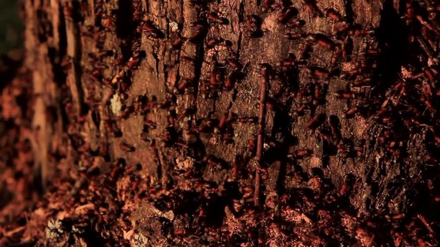 Panorama of the old rotten birch stump in which the ants staged an anthille in an old rotten birch stump