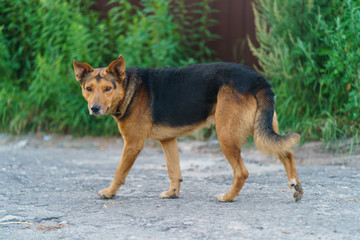 Walking dog at the summer day
