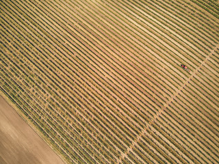 aerial view of green rows of vineyard, czech republic