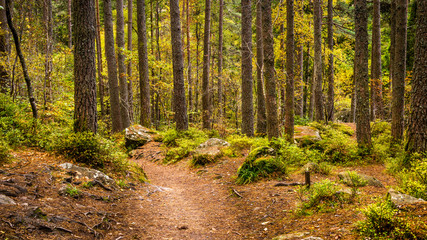 Fototapeta premium Forest Path