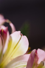 Pink flower macro on a flower bouquet