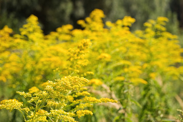 Blossoming goldenrod. Solidago. Perennial herbaceous flower. Healthy for kidneys.  