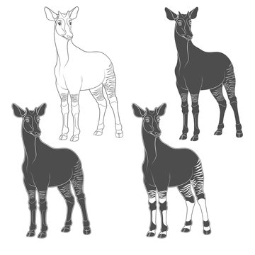 Set of black and white images with okapi. Isolated vector objects on white background.