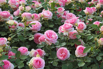 バラ園　ピエールドゥロンサール