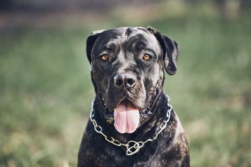 Portrait of cane corso dog