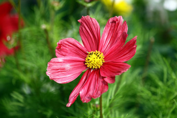 Obraz premium Osteospermum 
