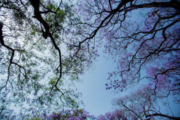 Jacaranda in Portugal