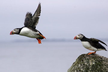 Puffins - from a cliff in sea