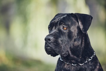 Portrait of cane corso dog