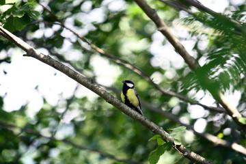 Forest
