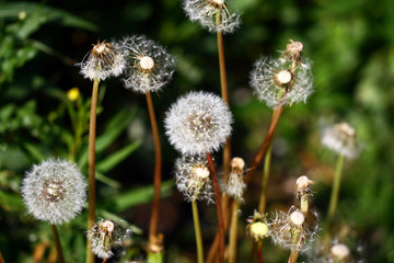 Dandelion seeds