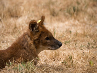 Dhole