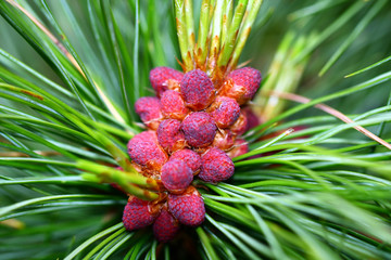 Pinus cembra © matko