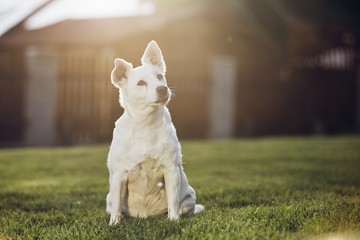Portrait of old dog