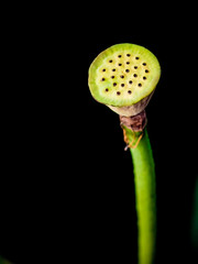 lotus flowers, water lily flowers