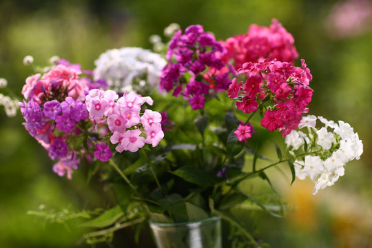 pink flox flowers close up photo
