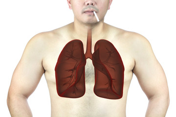 human lung 