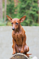Portrait of a red miniature pinscher dog