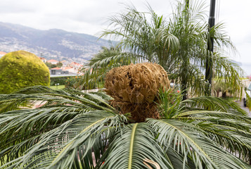 Seed head of Bangalow palm, Archontophoenix cunninghamiana