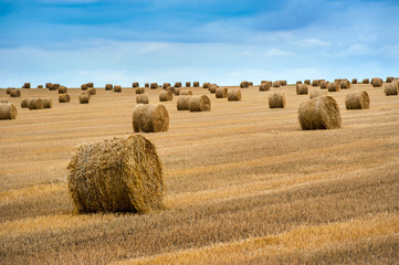many hay bales on autumn field after harvest