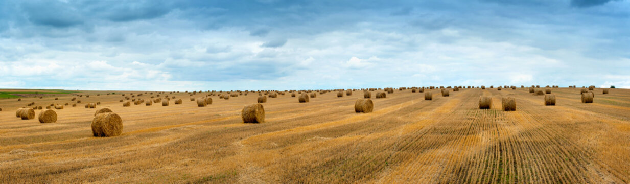 Big landscape of hay bales on the field after harvest
