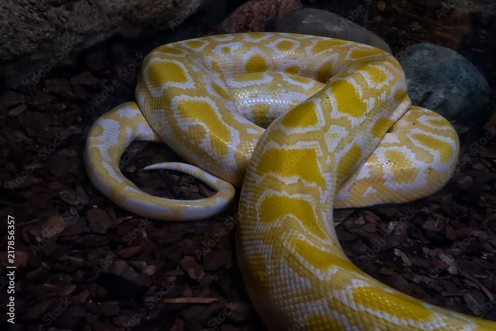 Wall mural This wondeful yellow snake doesn't even seems so dangeorus. 