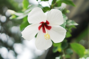 White hibiscus flowers have a natural background blurred.