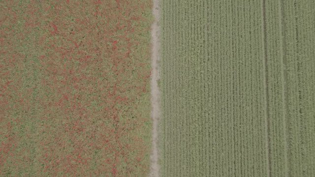 100MB/S 4K Log overhead footage. Slow push forward over the edge of a Poppy plantation to a farm field
