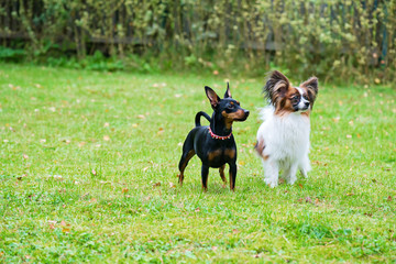 Obraz na płótnie Canvas Miniature pinscher and papillon purebreed dogs