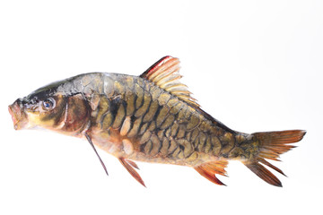 Fish carp
