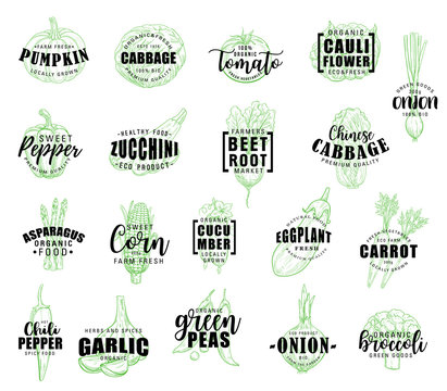 Vegetable hand drawn lettering with veggies sketch