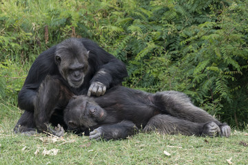 Chimpanzees taking care