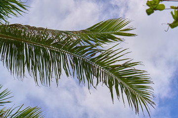Big palm on Patong Beach.