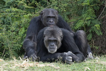 Chimpanzees taking care