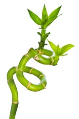 Branch of a bamboo. Isolation on white