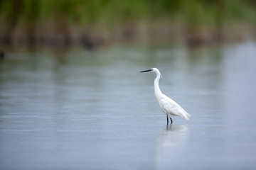 Seidenreiher im Wasser mit Schilfgürtel im Hintergrund