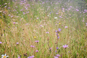 Wildflowers. Summer in the mountains. Screensaver. Painting of nature.