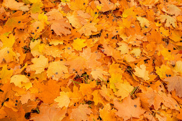 Background group autumn orange leaves. 