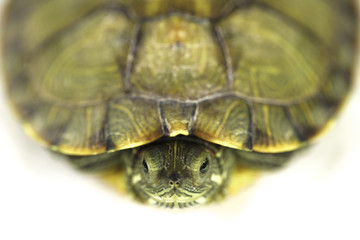 turtle on white