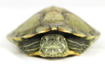 Obraz premium turtle on white
