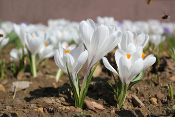 Group of white crocuses in spring time