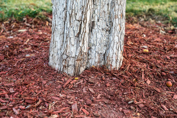 Tianjin water park roadside roots