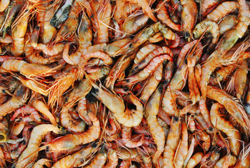 Raw Tiger Prawns at Dapoli, Maharashtra India