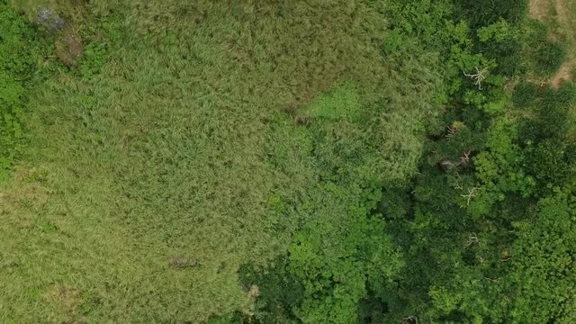 Aerial view of green hill in tropical island