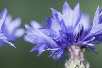 Abstract Flower Closeup