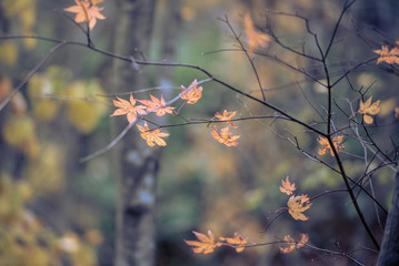 Colorful autumn maple leaves on natural light for background.