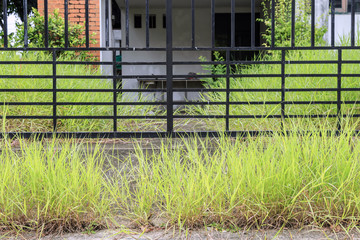 Grass and weed side fence at rainy season.